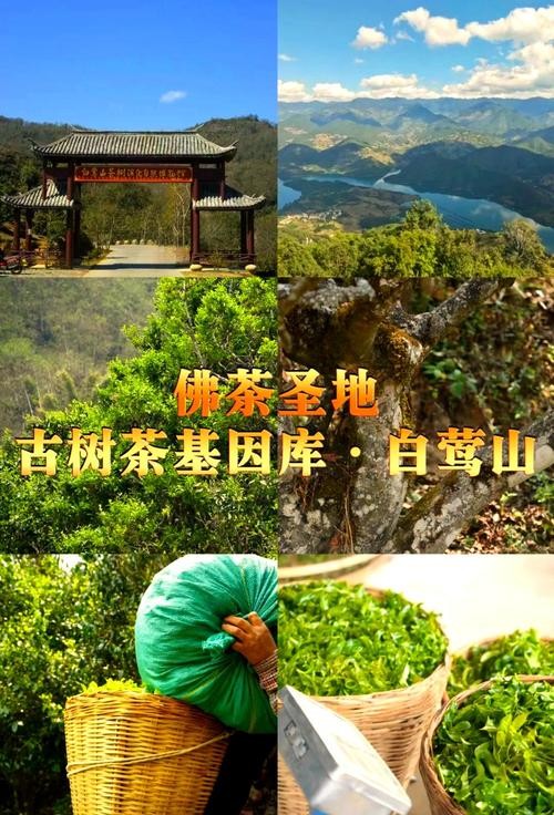 蒙顶山茶青，从高山到都市的味觉之旅